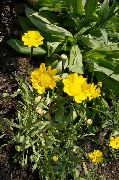 sarı Sarı Papatya Bahçe çiçekleri fotoğraf