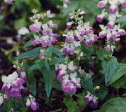 foto Blue-Eyed Mary, Chinese Huizen Bloem