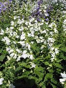 baltas Campanula, Varpelis Sodo Gėlės nuotrauka