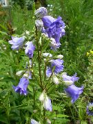 foto azzurro Fiore Campanula