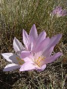 foto Valse Herfsttijloos, Opzichtige Colchicum, Naakte Dames, Weide Saffraan Bloem