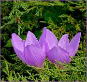 foto flieder Blume Falsche Herbstzeitlose, Colchicum Auffällige, Nackten Frauen, Herbstzeitlose
