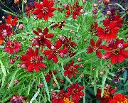 foto Goldmane Tickseed Bloem