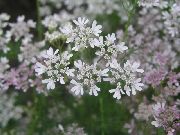 foto Koriander, Chinees Peterselie Bloem