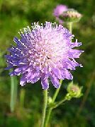 fotografie Knautia Květina