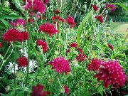 bordeaux Knautia Have Blomster foto