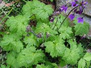 porpora Cortusa, Campane Alpini Fiori del giardino foto