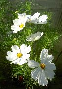 თეთრი კოსმოსში ბაღის ყვავილები ფოტო