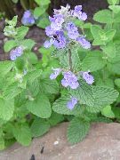 fotografie Kočka Máta Květina