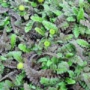 vihreä Cotula Puutarhan Kukat kuva