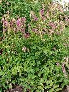 rosa Wiesenknopf Garten Blumen foto