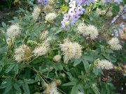 бял Разваленка Градински цветя снимка