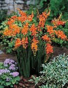 kuva Crocosmia Kukka
