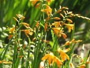 黄 Crocosmia 园林花卉 照片
