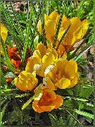黄 早期的藏红花，tommasini的藏红花，番红花雪，tommies  照片
