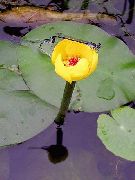 foto amarelo Flor Spatterdock Sul, Lagoa Do Lírio Amarelo, Lírio Amarelo Vaca