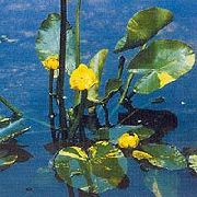 黄 南部睡莲，黄喉拟水百合，黄色百合牛 园林花卉 照片