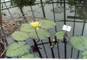 ფოტო ყვითელი ყვავილების წყლის შროშანი