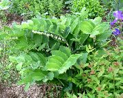 бял Гладка Соломоновия Печат, Sealwort Градински цветя снимка