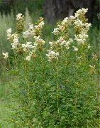 фота белы Кветка Вятроўнік (Вятроўнік, Филипендула)