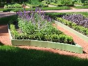 фото фіолетовий Квітка Лаванда Вузьколиста