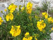 sarı Wallflower, Cheiranthus Bahçe çiçekleri fotoğraf