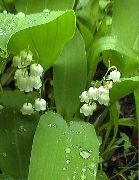      ,    Convallaria keiskei.  