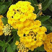foto dzeltens Zieds Lantana