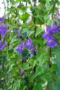 mavi Twining Aslanağzı, Sürünen Gloksinya Bahçe çiçekleri fotoğraf