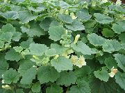 hvid Twining Løvemund, Snigende Gloxinia Have Blomster foto