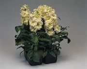 gul Haven Lager Have Blomster foto