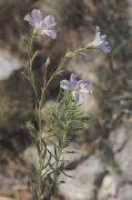       ,    Linum perenne 