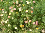 sārts Viltus Bērnu Zvaigznes Dārza Ziedi foto