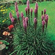 sārts Gayfeather, Degošs Zvaigzne, Poga Snakeroot Dārza Ziedi foto