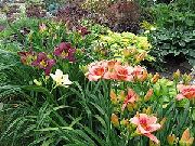foto vinoso Fiore Daylily