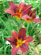 foto rosso Fiore Daylily
