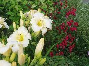 bijela Daylily Vrt Cvijeće foto