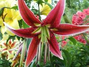 czerwony Oriental Lily Kwiaty ogrodowe zdjęcie