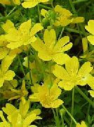 снимка Яйца На Очи Растение, Ливада Пяна Цвете