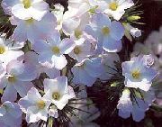 bijela Velikih Cvjetićima Phlox, Planina Phlox, Kalifornija Phlox Vrt Cvijeće foto