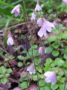 снимка Twinflower Цвете