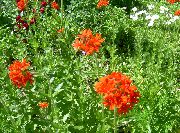 czerwony Campion (Świt) Kwiaty ogrodowe zdjęcie