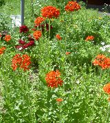 fénykép piros Virág Máltai Kereszt, Jeruzsálem Cross, London Büszkesége