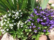 fotoğraf beyaz çiçek Kenar Lobelia, Yıllık Lobelia, Sondaki Lobelia