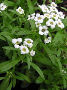blanc Alyssum Doux, Alison Doux, Lobularia Balnéaire Fleurs Jardin photo