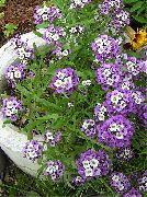 снимка Сладки Alyssum, Сладко Алисън, Море Lobularia Цвете
