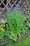 foto gaiši zils Zieds Agastache, Hibrīda Anīss Izops, Meksikāņu Piparmētra