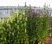 снимка Agastache, Хибридна Анасон Исоп, Мексикански Мента Цвете
