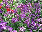 ფოტო ფული ქარხანა, პატიოსნება, Bolbonac, Moonwort, ვერცხლის დოლარი ყვავილების