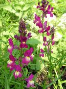 снимка Linaria Bipartita Цвете